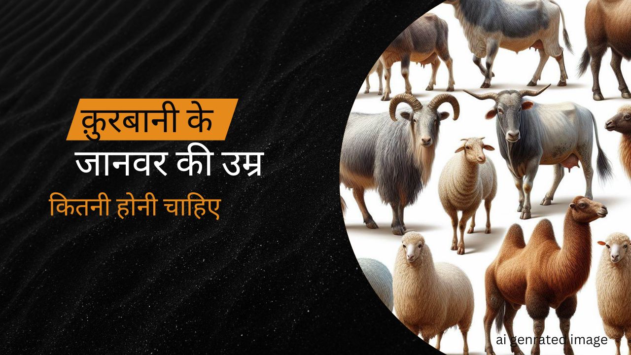 क़ुरबानी के जानवर की उम्र कितनी साल होनी चाहिए /qurbani ke janwar ki umar kitni honi chahiye