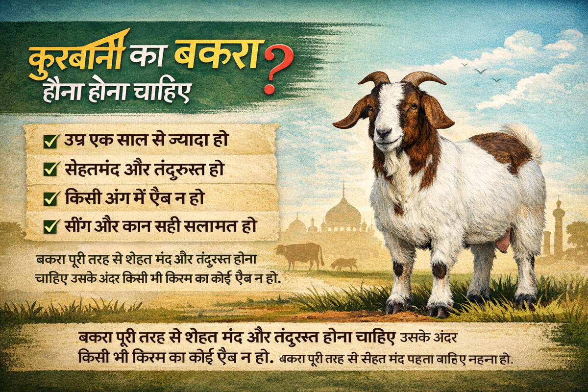 आइये जानते हैं कुर्बानी का बकरा कैसा होना चाहिए /qurbani ka bakra kaisa hona chahiye