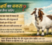 आइये जानते हैं कुर्बानी का बकरा कैसा होना चाहिए /qurbani ka bakra kaisa hona chahiye