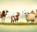 क़ुरबानी के जानवर की उम्र कितनी साल होनी चाहिए /qurbani ke janwar ki umar kitni honi chahiye